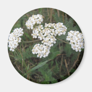 Íman Ímã branco dos Wildflowers