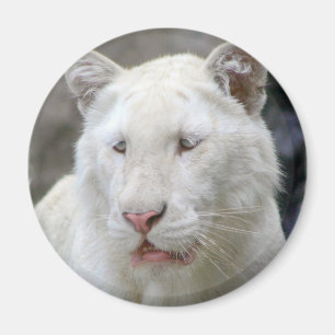 Íman Ímã branco raro do tigre