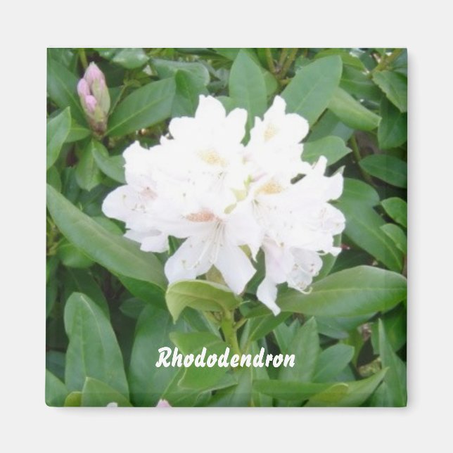 Íman ímã branco Rhododendron (Frente)