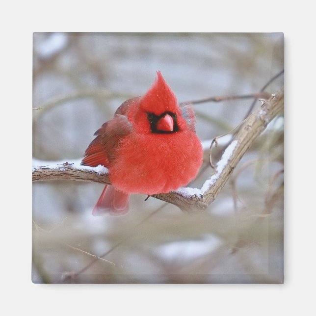 Íman Ímã_Cardinal (Frente)