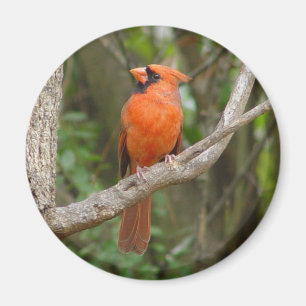 Íman Ímã cardinal do norte bonito do pássaro