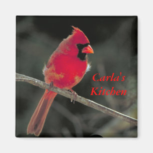 Íman Ímã cardinal vermelho