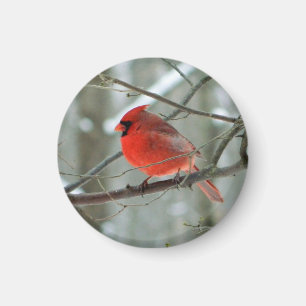 Íman Ímã cardinal vermelho animador