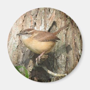 Íman ímã Carolina Wren