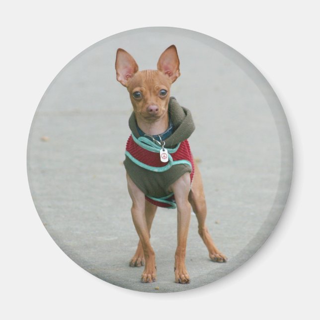 Íman ímã Chihuahua (Frente)
