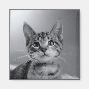 Íman Ímã cinzento do gatinho do gato malhado