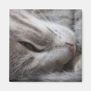 Íman Ímã cinzento do gato