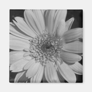 Íman Ímã cinzento do Gerbera