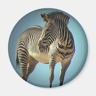 Íman Ímã circular da zebra