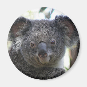 Íman Ímã Coala Austrália Foto ZIZZAGO