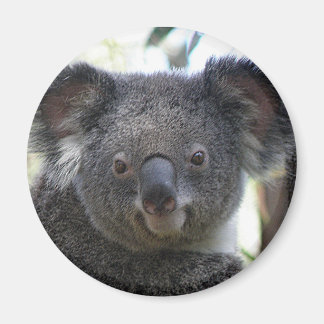 Íman Ímã Coala Austrália Foto ZIZZAGO