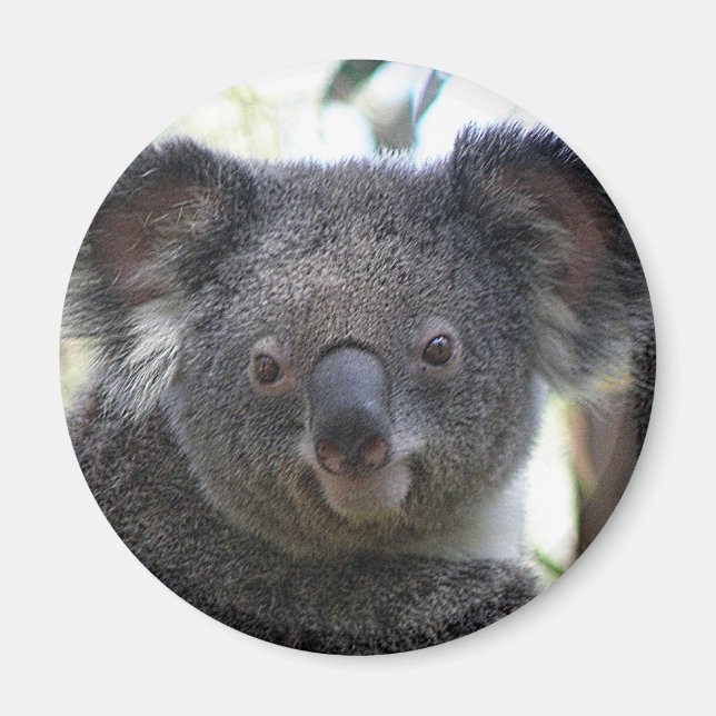 Íman Ímã Coala Austrália Foto ZIZZAGO (Frente)