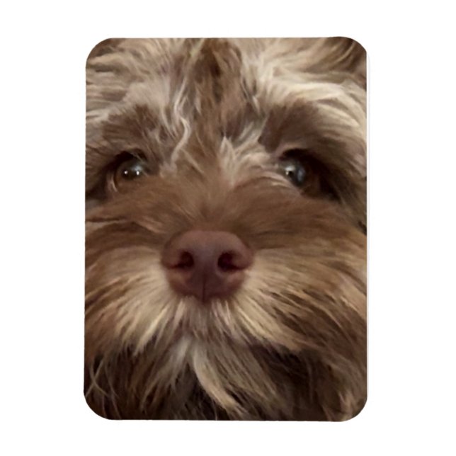 ÍMAN  ÍMÃ "COCKAPOO" (Vertical)