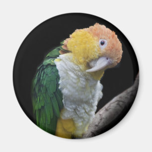 Íman Ímã colorido de Cutie
