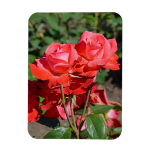Íman Ímã com estampa de rosas cor-de-rosa