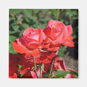 Íman Ímã com estampa de rosas cor-de-rosa