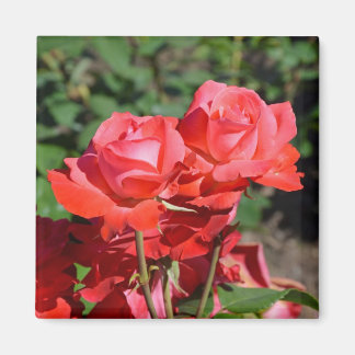 Íman Ímã com estampa de rosas cor-de-rosa