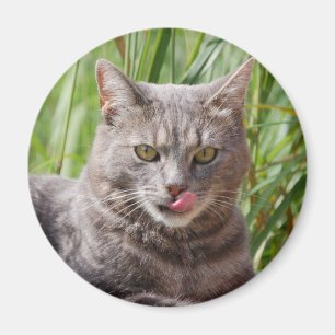 Íman Ímã com fome do gato