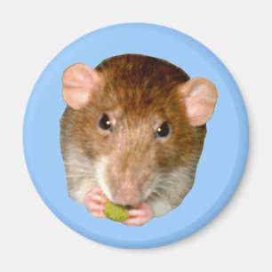 Íman Ímã com fome do rato