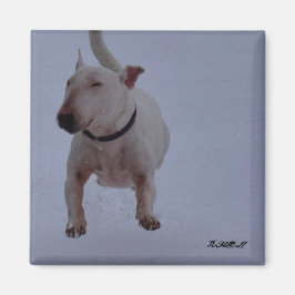 Íman imã com touro terrier na neve