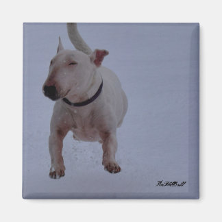 Íman imã com touro terrier na neve