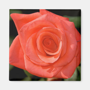 Íman Ímã cor-de-rosa