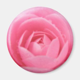 Íman Ímã cor-de-rosa bonito da flor da camélia