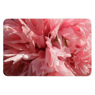 Íman Ímã cor-de-rosa bonito do prêmio da papoila