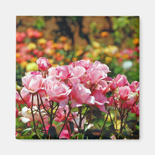 Íman Ímã cor-de-rosa bonito dos rosas