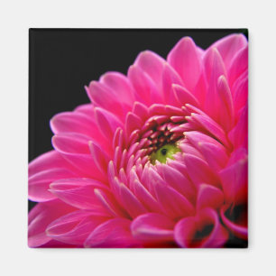 Íman Ímã cor-de-rosa da dália