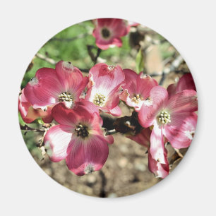 Íman Ímã cor-de-rosa da fotografia da flor do Dogwood