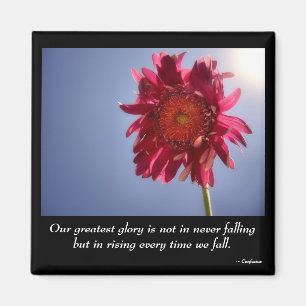 Íman Ímã cor-de-rosa da glória da flor