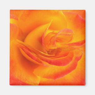 Íman Ímã cor-de-rosa da laranja