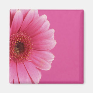 Íman Ímã cor-de-rosa da paixão