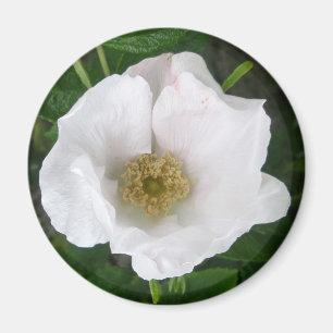 Íman Ímã cor-de-rosa da praia branca