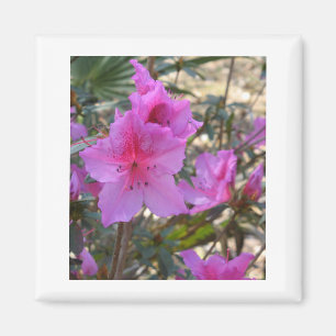 Íman Ímã cor-de-rosa das azáleas