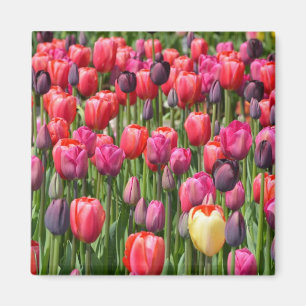 Íman Ímã cor-de-rosa das tulipas do primavera