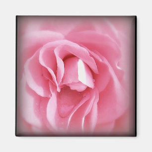 Íman Ímã cor-de-rosa de Vignetted