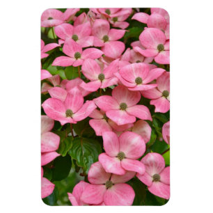 Íman Ímã cor-de-rosa do dogwood do kousa