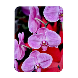 Íman Ímã cor-de-rosa do impressão das orquídeas de