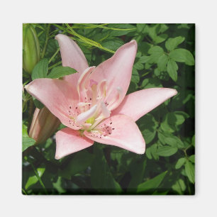Íman Ímã cor-de-rosa do lírio
