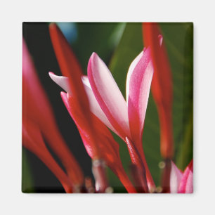 Íman Ímã cor-de-rosa do Plumeria