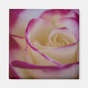 Íman Ímã cor-de-rosa do prazer dobro