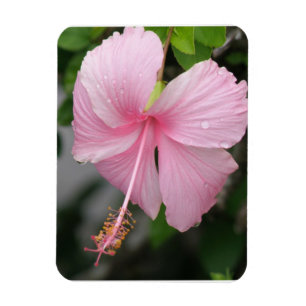 Íman Ímã cor-de-rosa do prêmio do hibiscus