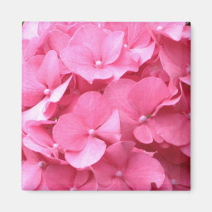 Íman Ímã cor-de-rosa dos Hydrangeas