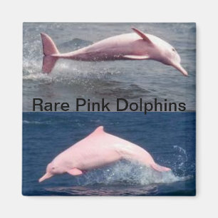 Íman ímã cor-de-rosa raro dos golfinhos