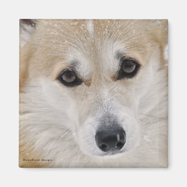 Íman Ímã Corgi Face (Frente)