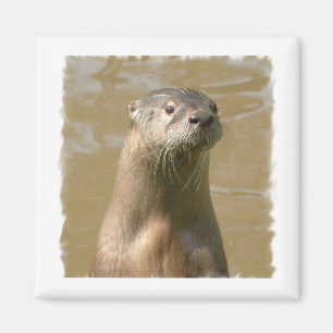 Íman Ímã curioso do quadrado da lontra