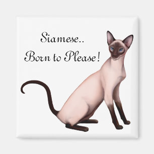 Íman Ímã customizável novo amigável do gato Siamese