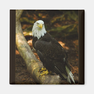 Íman Ímã da águia americana